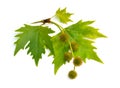 Leaves and fruit of Platanus. planes or plane trees. Isolated on white background