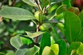 Green fruits of Psidium cattleianum. on the coast Royalty Free Stock Photo