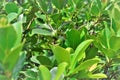 The leaves and green fruit of Psidium cattleianum. Royalty Free Stock Photo