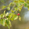 Leaves and fruit of the service tree Sorbus torminalis