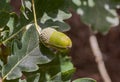 Leaves and fruits of Common Oak, Quercus robur