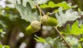 Leaves and fruits of Common Oak, Quercus robur