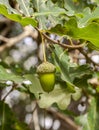 Leaves and fruits of Common Oak, Quercus robur