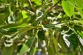 Ilex paraguariensis fruits in the city park Royalty Free Stock Photo