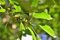 Ilex paraguariensis fruits growing in the city park Royalty Free Stock Photo