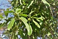 The leaves and fruits of Ilex paraguariensis in the park