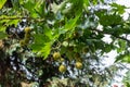 London Planetree leaves and fruit