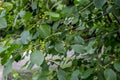 Leaves and fruits of the medicinal shrub Frangula alnus, Rhamnus frangula with poisonous black and red berries closeup