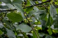 Leaves and fruits of the medicinal shrub Frangula alnus, Rhamnus frangula with poisonous black and red berries closeup