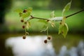 Leaves and fruits of a plane tree