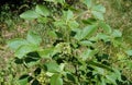 Leaves and fruits of Ptelea trifoliata