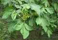Leaves and fruits of Ptelea trifoliata