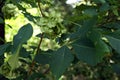 Leaves and fruits of wafer ash Royalty Free Stock Photo