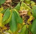 Leaves and fruits of wafer ash Royalty Free Stock Photo