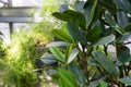 Leaves from fukugi tree, garcinia subelliptica from the Ryukyu Islands, Japan