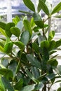 Leaves from fukugi tree, garcinia subelliptica from the Ryukyu Islands, Japan