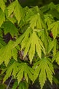 Leaves of Full Moon Maple Royalty Free Stock Photo