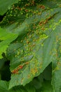 Leaves with gall mite Eriophyes tiliae. A close-up photograph of a leaf affected by galls of Eriophyes tiliae