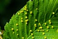 Leaves with gall mite Eriophyes tiliae. A close-up photograph of a leaf affected by galls of Eriophyes tiliae