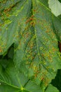 Leaves with gall mite Eriophyes tiliae. A close-up photograph of a leaf affected by galls of Eriophyes tiliae