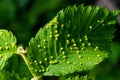 Leaves with gall mite Eriophyes tiliae. A close-up photograph of a leaf affected by galls of Eriophyes tiliae