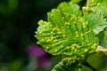 Leaves with gall mite Eriophyes tiliae. A close-up photograph of a leaf affected by galls of Eriophyes tiliae