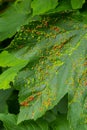 Leaves with gall mite Eriophyes tiliae. A close-up photograph of a leaf affected by galls of Eriophyes tiliae