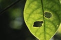 Leaves in the garden, Fresh green leaves background in the garden sunlight. Texture of green leaves, Fern leaf in Forest. Garden a Royalty Free Stock Photo