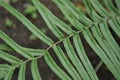 Leaves in the garden, Fresh green leaves background in the garden sunlight. Texture of green leaves, Fern leaf in Forest. Garden a Royalty Free Stock Photo