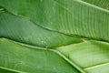 Leaves in the garden, Fresh green leaves background in the garden sunlight. Texture of green leaves, Fern leaf in Forest. Garden a Royalty Free Stock Photo