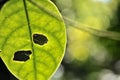 Leaves in the garden, Fresh green leaves background in the garden sunlight. Texture of green leaves, Fern leaf in Forest. Garden a Royalty Free Stock Photo