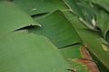 Leaves in the garden, Fresh green leaves background in the garden sunlight. Texture of green leaves, Fern leaf in Forest. Garden a Royalty Free Stock Photo