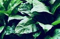 Leaves in the garden, Fresh green leaves background in the garden sunlight. Texture of green leaves, Fern leaf in Forest. Garden a Royalty Free Stock Photo