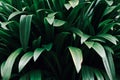 Leaves in the garden, Fresh green leaves background in the garden sunlight. Texture of green leaves, Fern leaf in Forest. Garden a Royalty Free Stock Photo