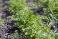 Leaves of garden parsley, Petroselinum crispum, in a garden bed. Royalty Free Stock Photo