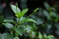 Leaves in the garden on a rainy day