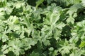 Leaves of geranium