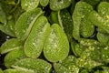 Leaves of Giant Salvinia Royalty Free Stock Photo