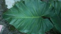 green giant taro leaves Royalty Free Stock Photo