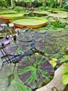 Leaves of a giant tropical water lily in an artificial pond