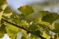 Leaves of a Gingko biloba tree Royalty Free Stock Photo