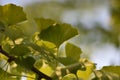 Leaves of a Gingko biloba tree Royalty Free Stock Photo