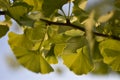 Leaves of a Gingko biloba tree Royalty Free Stock Photo