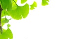 Leaves Ginkgo Royalty Free Stock Photo