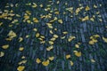 The leaves of the ginkgo tree drift down