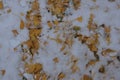 Leaves of the Ginkotree in the fresh fallen snow