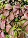 Leaves of girl grapes on an autumn day. Natural foliage autumn background