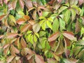 Leaves of girl grapes on an autumn day. Natural foliage autumn background