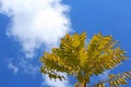 Leaves of gold medallion tree under blue sky