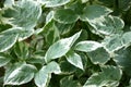 Leaves of a goutweed poecilophyllous in approach.